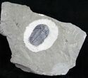 Greenops Trilobite From New York #10104-2